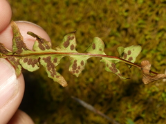 Asplenium × ebenoides