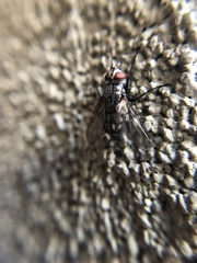 Diptera