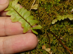 Asplenium × ebenoides