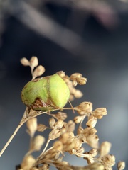 Solenotichus circuliferus