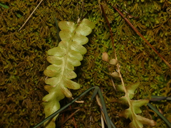 Asplenium × ebenoides