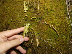 Asplenium × ebenoides