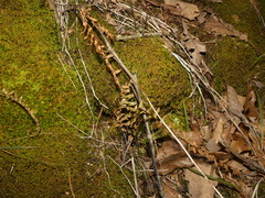 Asplenium × ebenoides