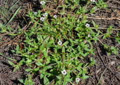 Gratiola pubescens