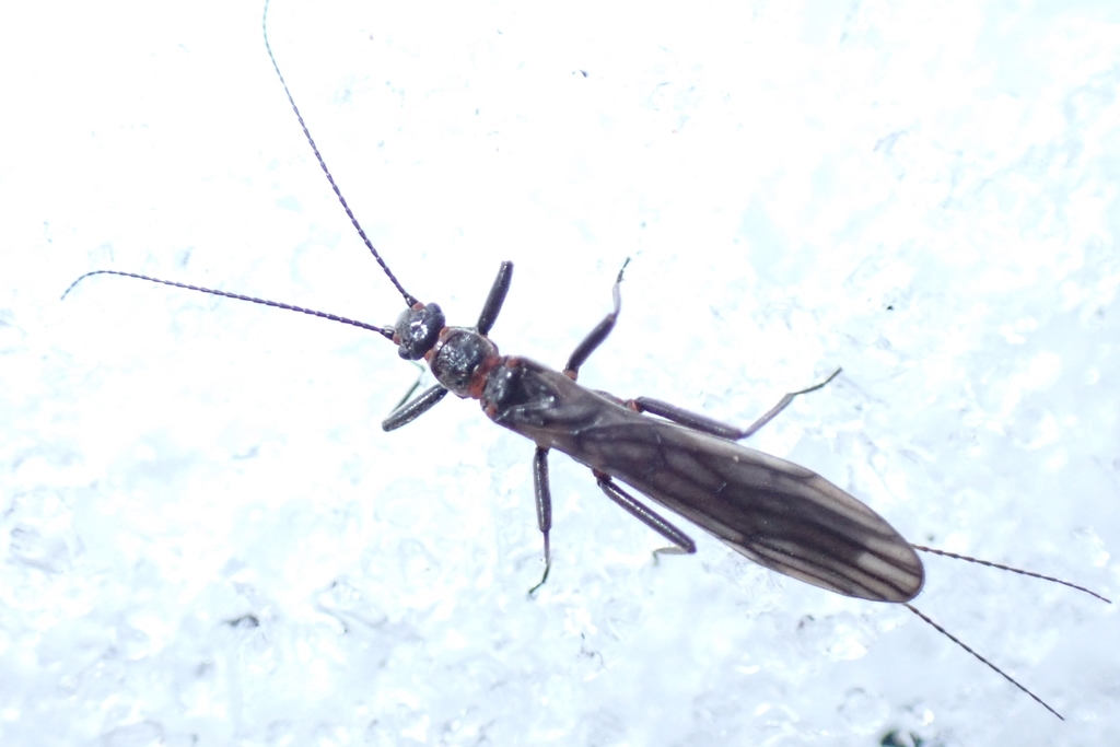 Birdhead Snowfly
