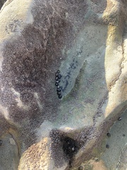 Nerita scabricosta