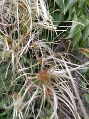 Clematis haenkeana