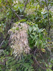 Clematis haenkeana