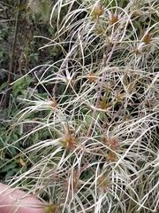 Clematis haenkeana