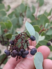 Arctostaphylos mewukka