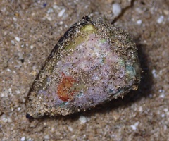 Conus abbreviatus