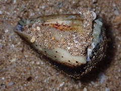 Conus abbreviatus