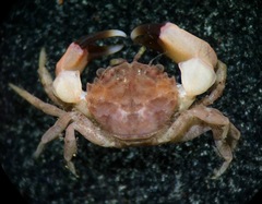 Microcassiope taboguillensis