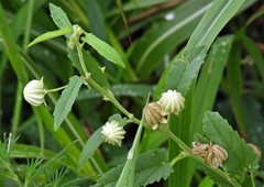 Gaya parviflora