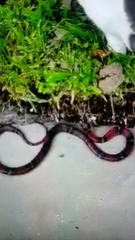 Erythrolamprus bizona