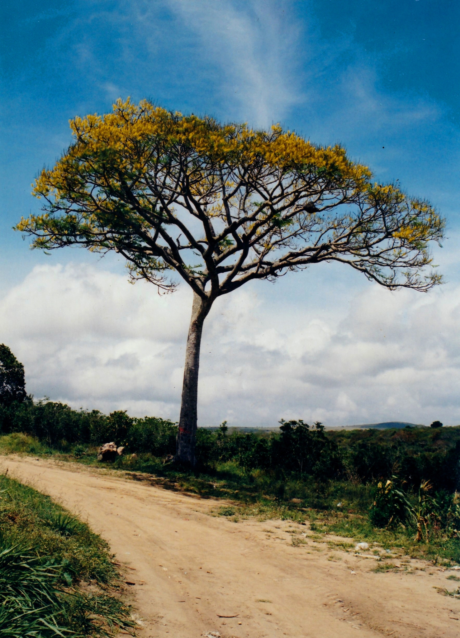Schizolobium parahyba