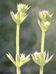 Galium nuttallii