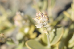 Cistanthe densiflora