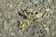 Cistanthe densiflora