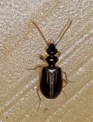 Pentagonica