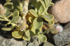 Cistanthe densiflora