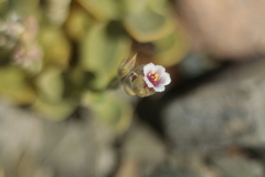 Cistanthe densiflora
