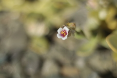 Cistanthe densiflora