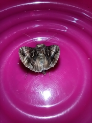 Autographa gamma
