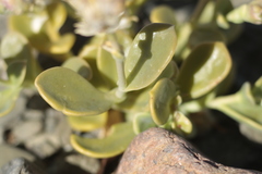 Cistanthe densiflora
