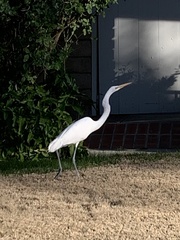 Ardea alba