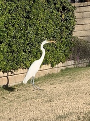 Ardea alba