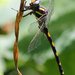 Pacific Spiketail - Photo (c) David Hofmann, some rights reserved (CC BY-NC-ND)