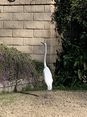 Ardea alba