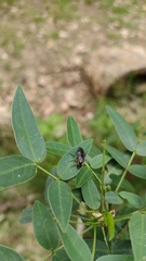 Adurgoa gonagra