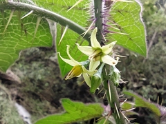 Solanum acerifolium