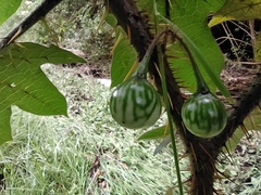 Solanum acerifolium