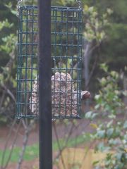 Spizella passerina passerina