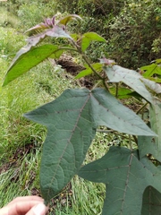 Solanum acerifolium