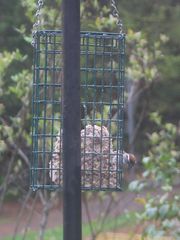 Spizella passerina passerina