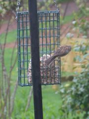 Spizella passerina passerina