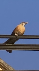 Turdus rufopalliatus