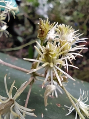 Clematis haenkeana