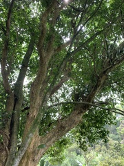 Plinia edulis
