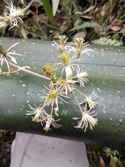 Clematis haenkeana