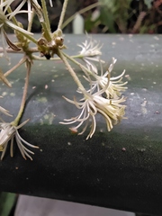Clematis haenkeana