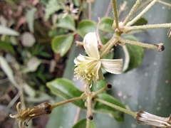 Clematis haenkeana