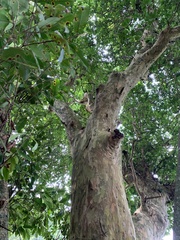 Plinia edulis