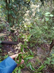 Clematis haenkeana