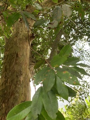Plinia edulis