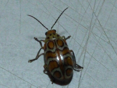 Exora cingulata
